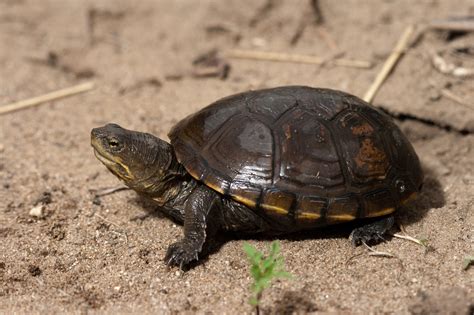 Yellow Mud Turtle Kinosternon Flavescens Reptiles And Amphibians Of