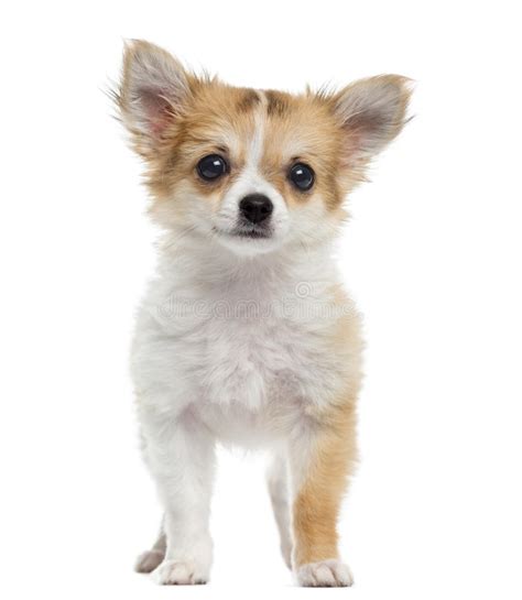 Chihuahua Puppy Standing Looking At The Camera Isolated Stock Image