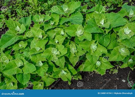 Atriplex Hortensis Orache Used As A Leaf Vegetable In Salads Stock