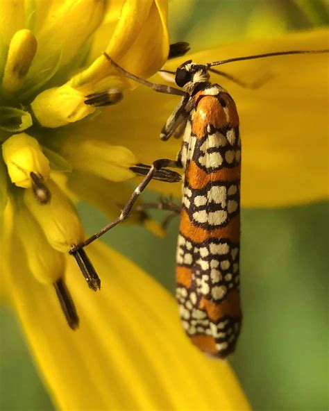 8 Tips For Fascinating Nature Macro Photography On Iphone