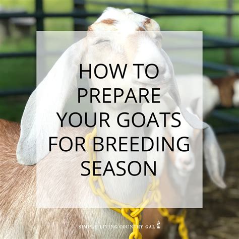 how to prepare your goat s for breeding simple living country gal