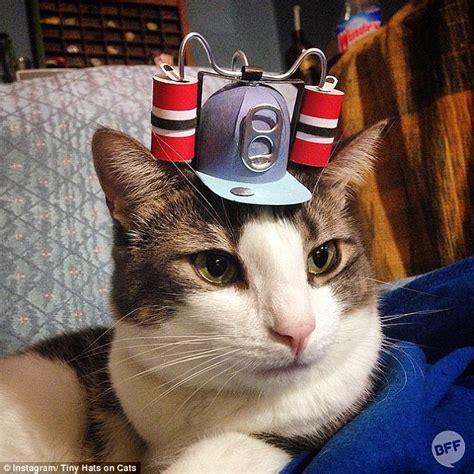 New Instagram Account Tiny Hats On Cats Sees Cute Kitties Showing Off