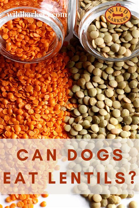 Has your dog recently been diagnosed with diabetes? Home Cooked Recipes For Dogs With Diabetes - Diabetic Dog Food Recipes Homemade, Homemade ...