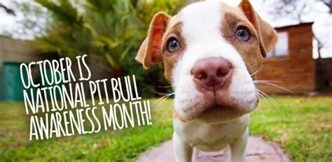 If you are a resident of canada and intend to take your pet temporarily and frequently out of canada strictly for personal. October is National Pit bull Awareness Month! — The Pet Bodega