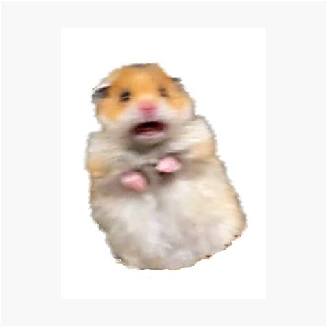Screaming Hamster Meme Photographic Print By Luna7 Redbubble