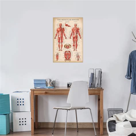 Vintage Muscular And Skeletal System Anatomical Chart Set Human