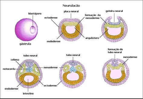 Morula Embriologia