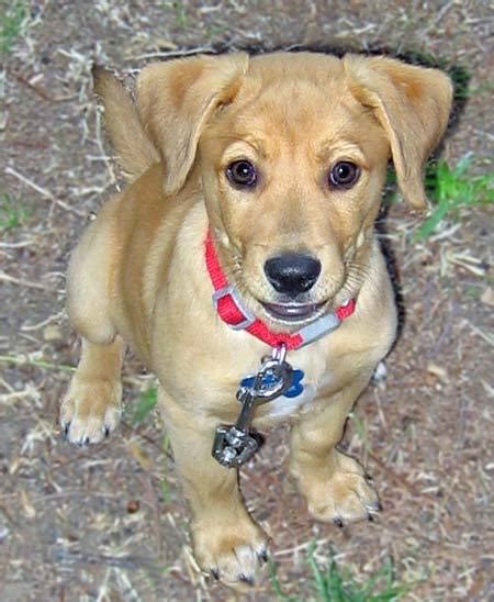He is completely vetted and ready for his new family with children and…. Shar Pei Beagle Mix Puppies | Dog Beagles