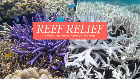 Reef Relief Become A Coral Guardian Startsomegood
