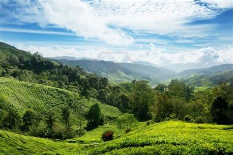 Because of that, the soil is very fertile and suitable for cultivation of various kinds of plants, especially a tea plant. Cameron Highlands Travel Delights in Malaysia - Create My ...