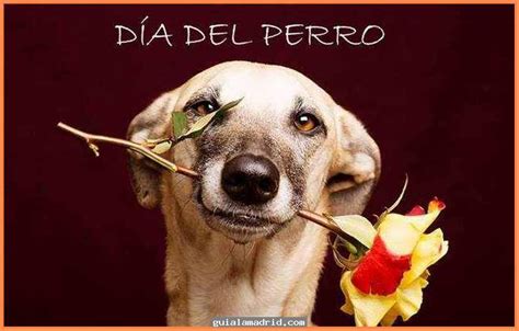 El 21 de julio se celebra el día mundial del perro. Hermosas imágenes para descargar de perros en el Día ...