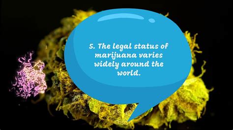 Five Fun Facts About Cannabis Cannabiz Collective