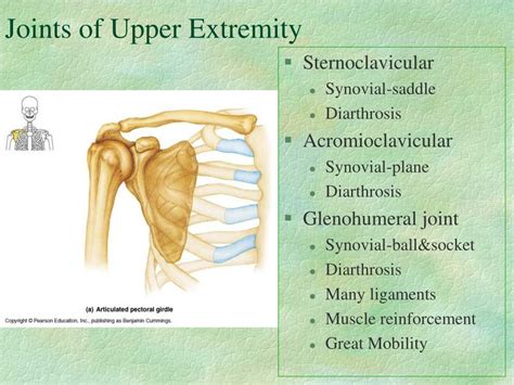 Ppt The Upper Extremity Powerpoint Presentation Free Download Id