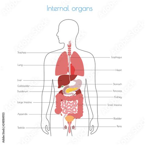 Human Internal Organs Vector Stock Vector Adobe Stock