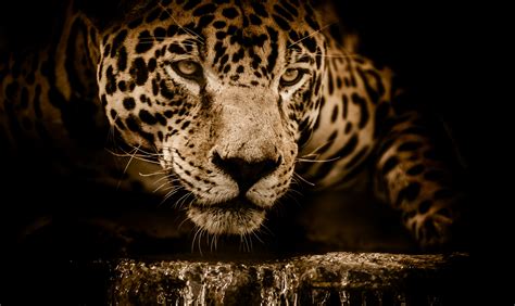 Animal Jaguar 4k Ultra Hd Wallpaper