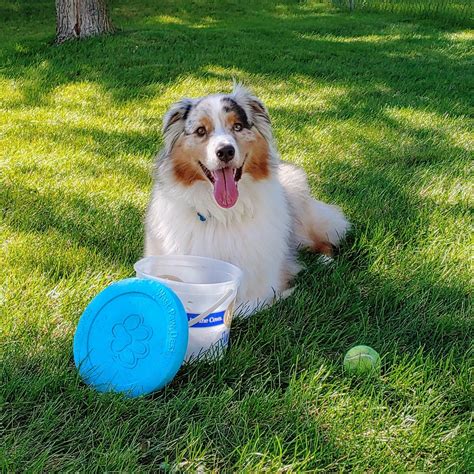 Happy Australian Shepherd In Summer With Frisbee Tennis Ball And A