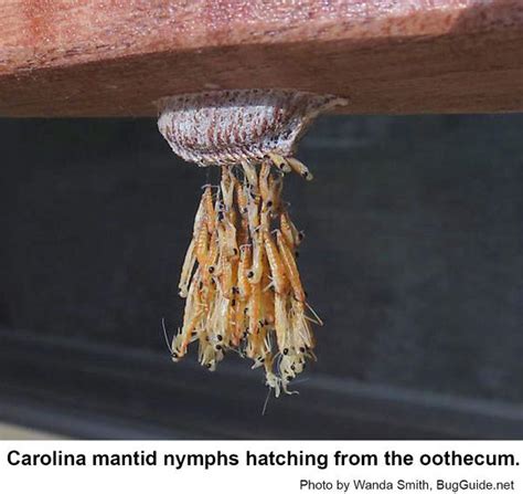 Praying Mantis Eggs Hatching