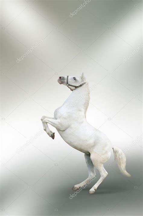 White Horse Rearing Isolated — Stock Photo © Tanjakrstevska 2322090