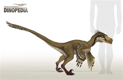 Datos Características Anatomía Y Alimentación Del Velociraptor ⚪