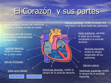 Powerpoint Del Corazón Humano