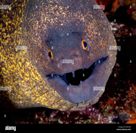 Yellow Edged Moray Eel With Orange Eyes Staring At The Camera Stock