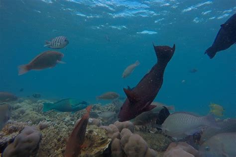 Upolu Cay And Reef Cairns Tours