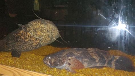 Marble Goby Female Keeping Catfish In Her Place Youtube