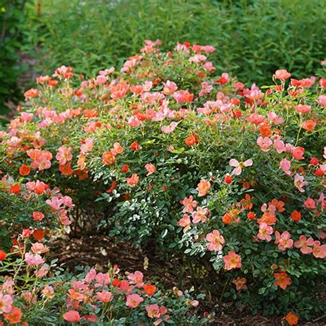 Plant of the week january 7, 2020 spec sheet: Proven Winners Oso Easy Hot Paprika Rose 2 Gallon - Plants ...