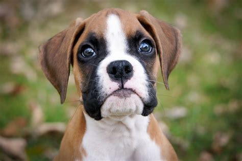 Boxer Puppy Boxer Puppies For Sale Boxer Puppies Boxer Dogs