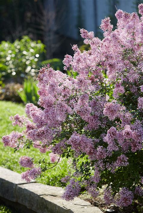 How To Plant And Grow Bloomerang Lilac