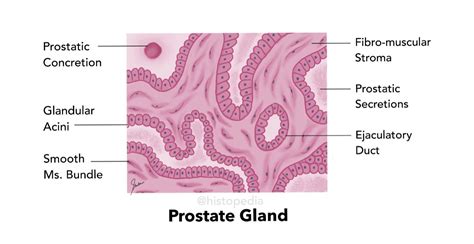 Simplified Histology Diagram Of Prostate Gland In Gland Prostate Reproductive System