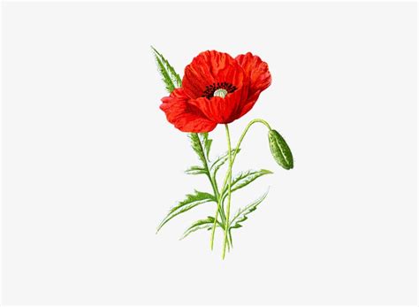 Paper Party And Kids Clip Art And Image Files Poppy Digital Download