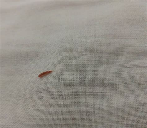 Schwarze, gepunktete kleine käfer auf wandelröschen. Was tun bei Larven im Bett? (Tiere, Insekten, Käfer)