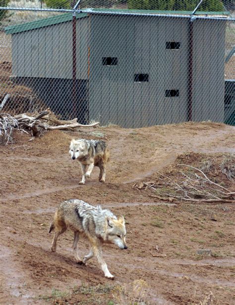 Mexican Gray Wolf Population On The Rise Local News