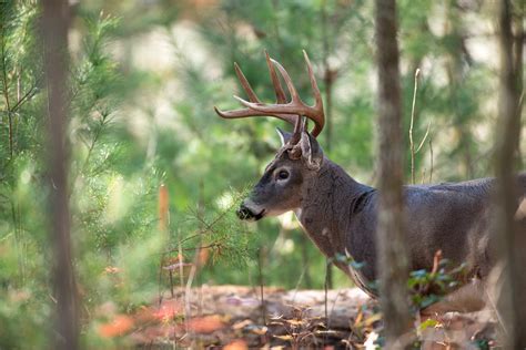 Deer Management Virginia Professional Wildlife Removal