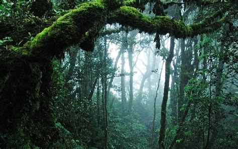 Rainforest Ultra Hd Wallpapers Wallpaper Cave