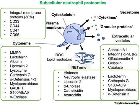 Biological Roles Of Neutrophil Derived Granule Proteins And Cytokines