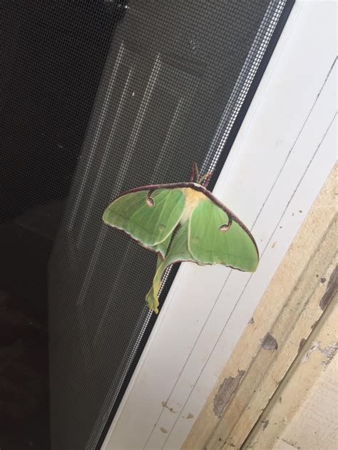 This Moth That Looks Like A Leaf Rmildlyinteresting