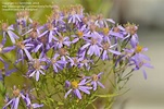 PlantFiles Pictures: Aster Species, Rhone Aster, Wild Aster (Aster ...