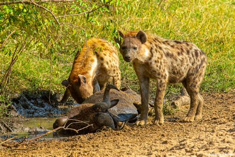 serengeti hyena eating wildebeest the serengeti tanzania africa 2020 steve shames photo gallery