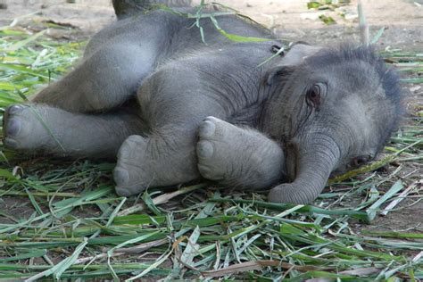 Animals Plants Rainforest Baby Elephant Pictures Weight Etc