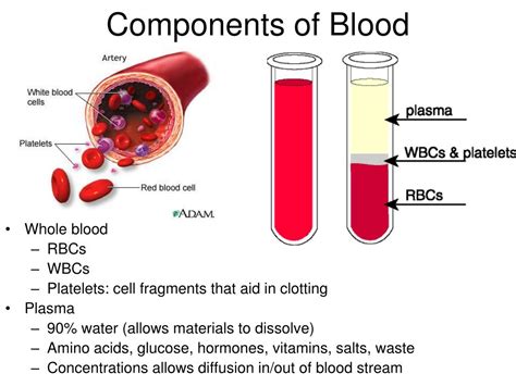 Main Parts Of Blood