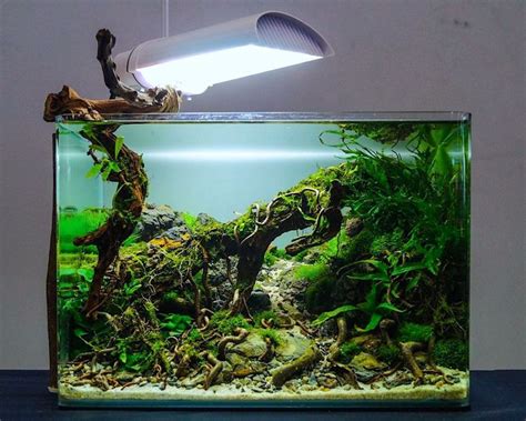 Tropics @ tropicana city mall (pansiyon), petaling jaya (malezya) fırsatları. aquascape inspo: nano tank by André Franken | Aquascape ...