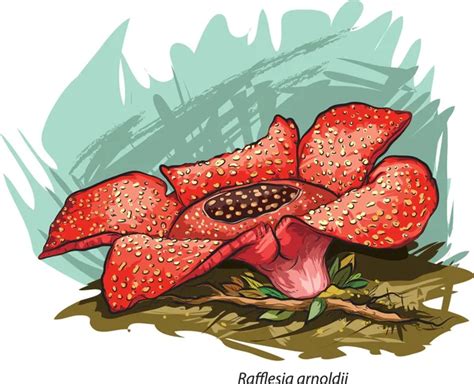 Gambar Sketsa Bunga Rafflesia