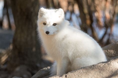 Arctic Fox Wallpapers Images Photos Pictures Backgrounds