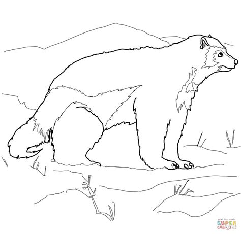 Wolverine Animal Drawing At Getdrawings Free Download