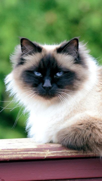 Birman Cat Vs Siamese Cat Breed Differences Temperament And Siamese