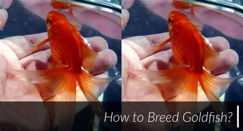 How To Breed Goldfish Step By Step Guide Fish Keeping Guide