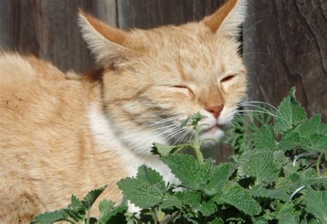Why Do Cats Like Mint Poultry Care Sunday