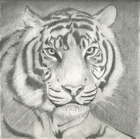Tiger Pencil Drawing By Dracalibur On Deviantart